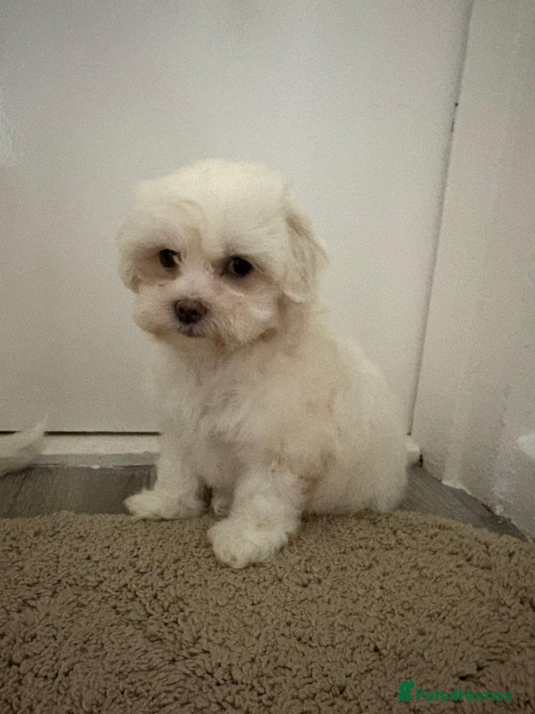 Maltipoo dogs for sale: Maltipoo puppies  - Image 3