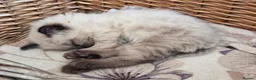 Ragdoll cats for sale: Gorgeous friendly Ragdoll kittens - Advert 27