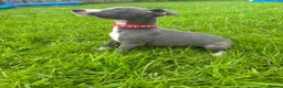 Whippet dogs for sale: Stunning KC registered whippet puppies - Advert 7