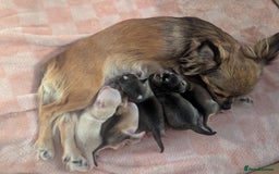 Chihuahua dogs for sale: Chihuahua puppies  - Image 4