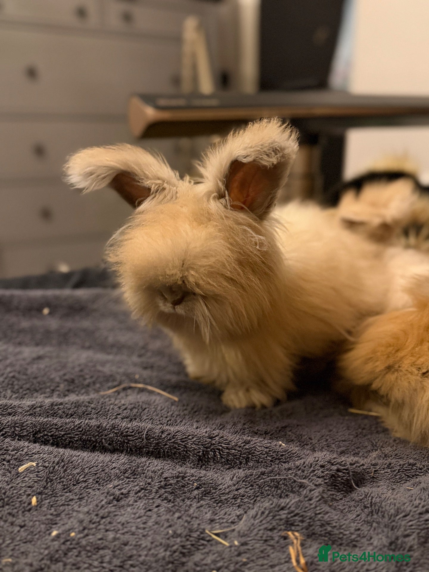 Angora rabbits for sale: Angora - Advert 3