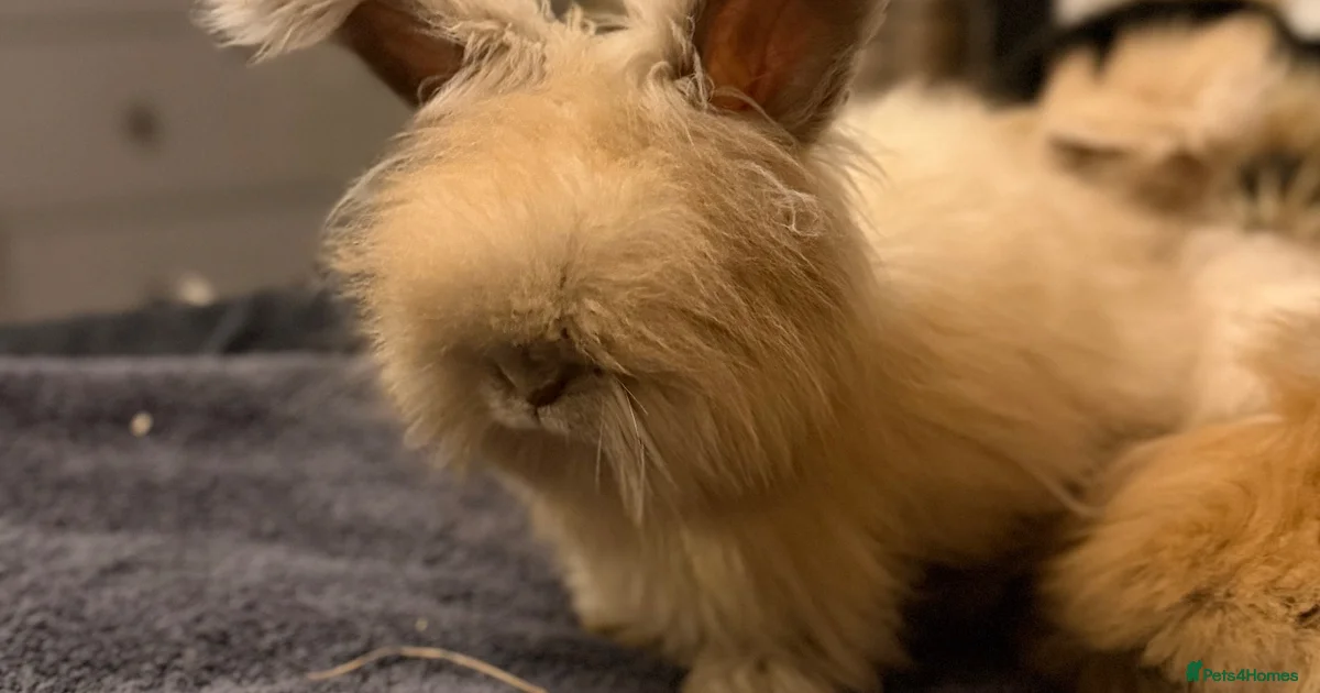 Nevada Rabbits Angora Rabbits for Sale for sale in Wales | Pets4Homes