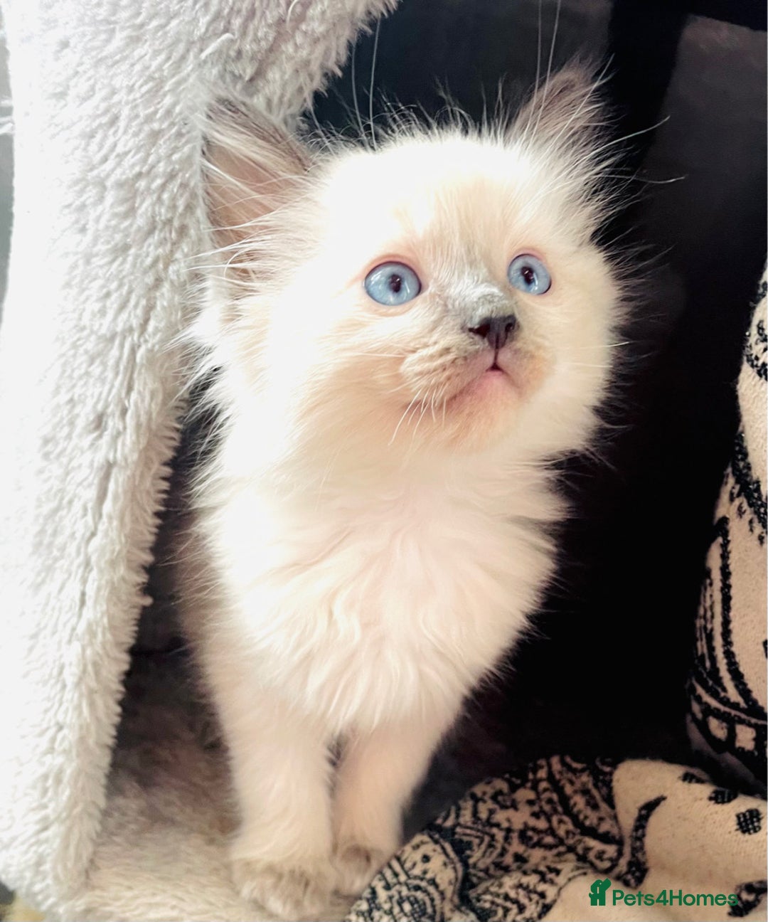 Ragdoll cats for sale: Ragdoll kittens - Image 2