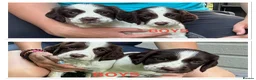 English Springer Spaniel dogs for sale: Cheeky Springer Spaniel Pups  in Wrexham - Advert 1
