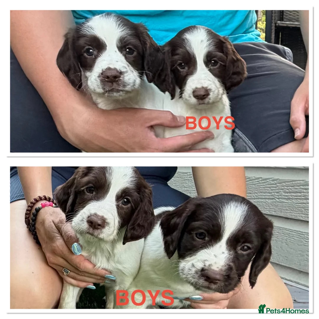 English Springer Spaniel dogs for sale: Cheeky Springer Spaniel Pups  in Wrexham - Advert 1