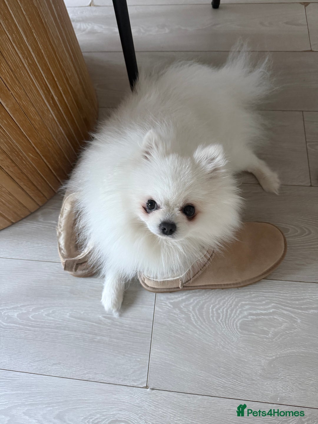 Pomeranian dogs for sale: 4 white pure bred pomerainian puppies - Advert 9