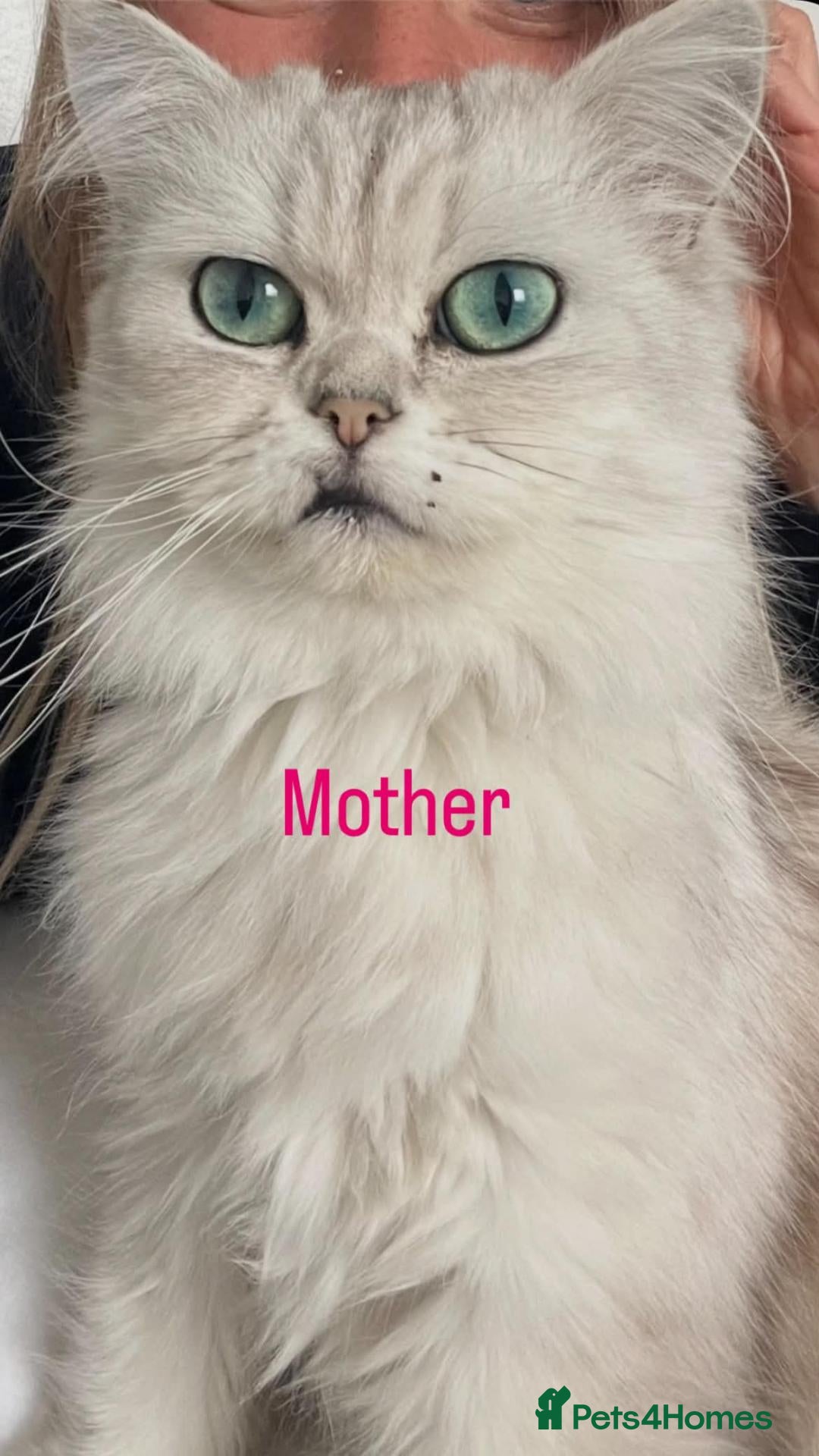 Mixed Breed cats Persian mixed  - Advert 20