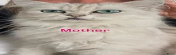 Mixed Breed cats for sale: Persian mixed  - Advert 8
