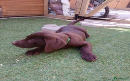 Labrador Retriever dogs for sale: **READY NOW**CHOCOLATE LAB PUPS - Image 16