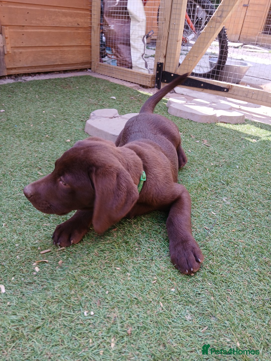 Labrador Retriever dogs for sale: **READY NOW**CHOCOLATE LAB PUPS - Image 16
