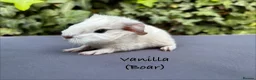 Guinea Pig rodents for sale: Gorgeous baby guinea pigs  - Advert 7