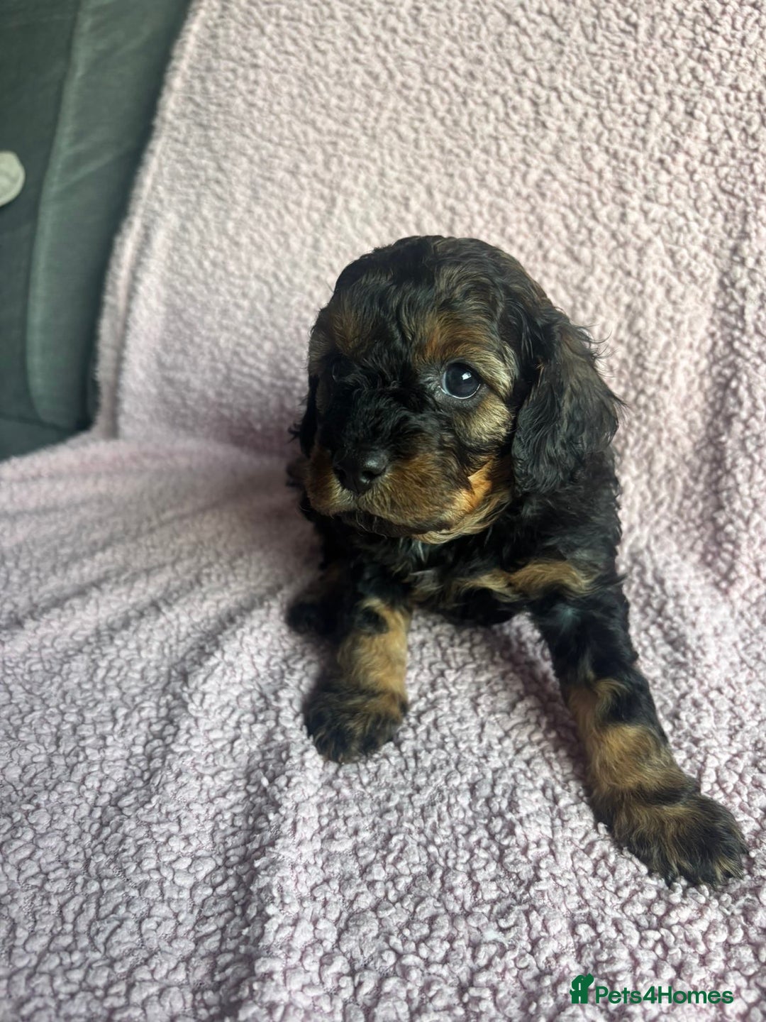 Cavapoo dogs for sale: ⭐️CAVAPOO F1B PUPPIES⭐️ - Image 11