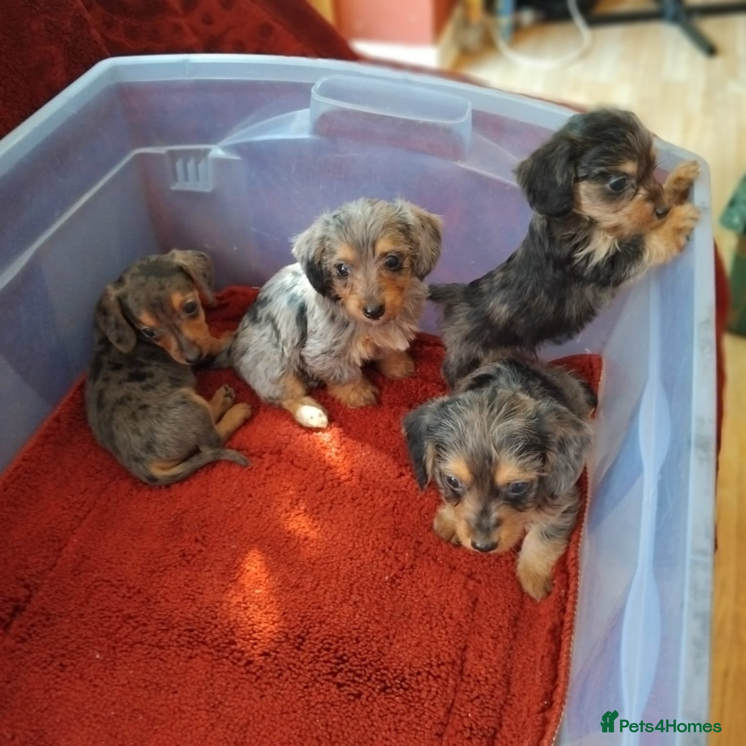 Dachshund dogs pedigree miniature dachshund puppies - Advert 1