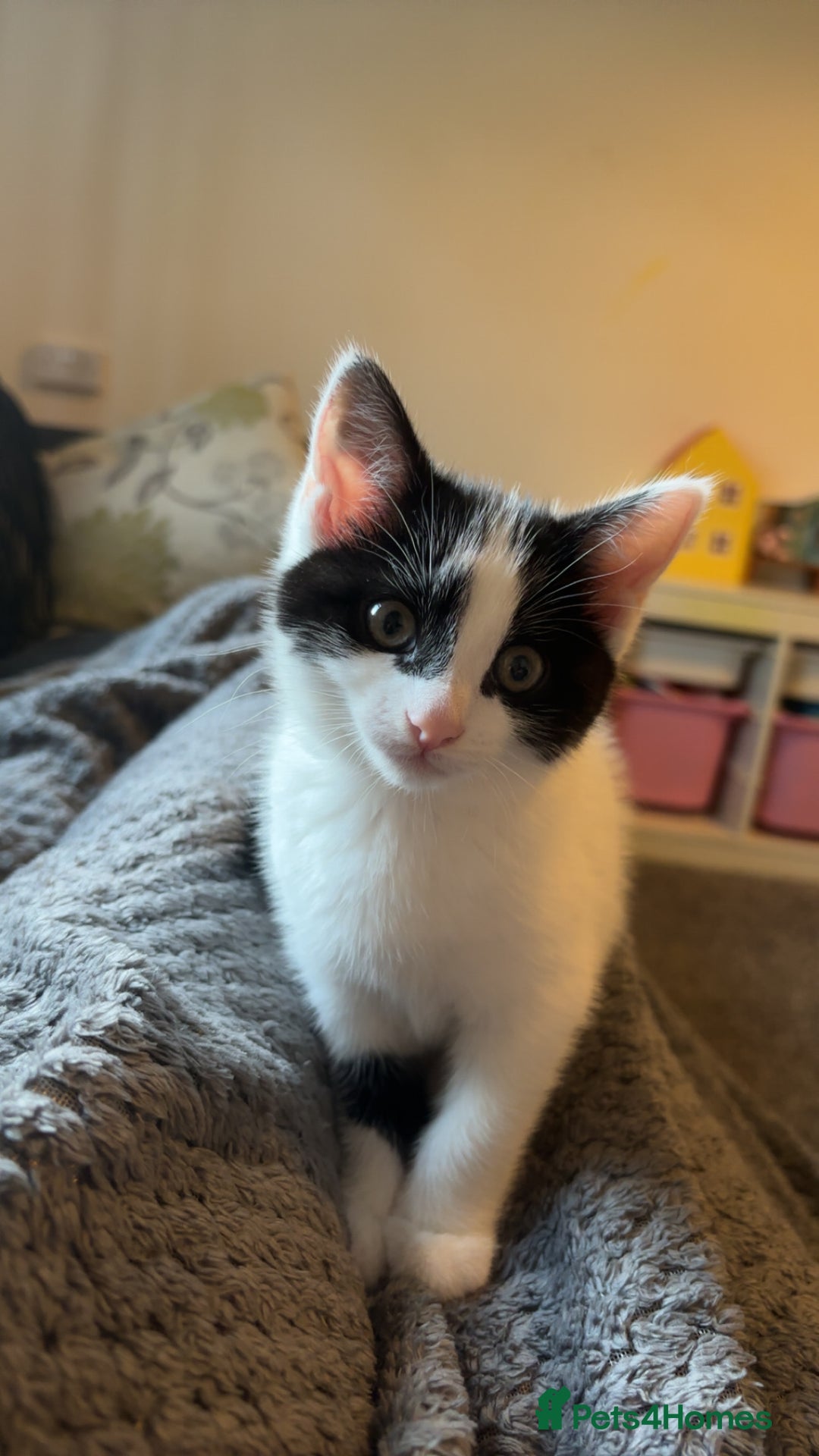 Mixed Breed cats for sale: Muffin  - Image 4