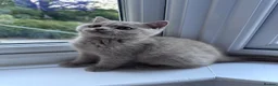 British Shorthair cats for sale: READY: Stunning British shorthair kitten Fawn girl - Advert 4