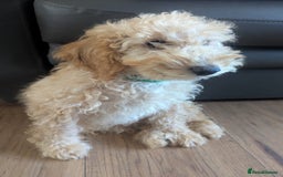 Poodle dogs for sale: ⭐ READY⭐ Reduced Adorable poodles puppies  in Margate - Image 26