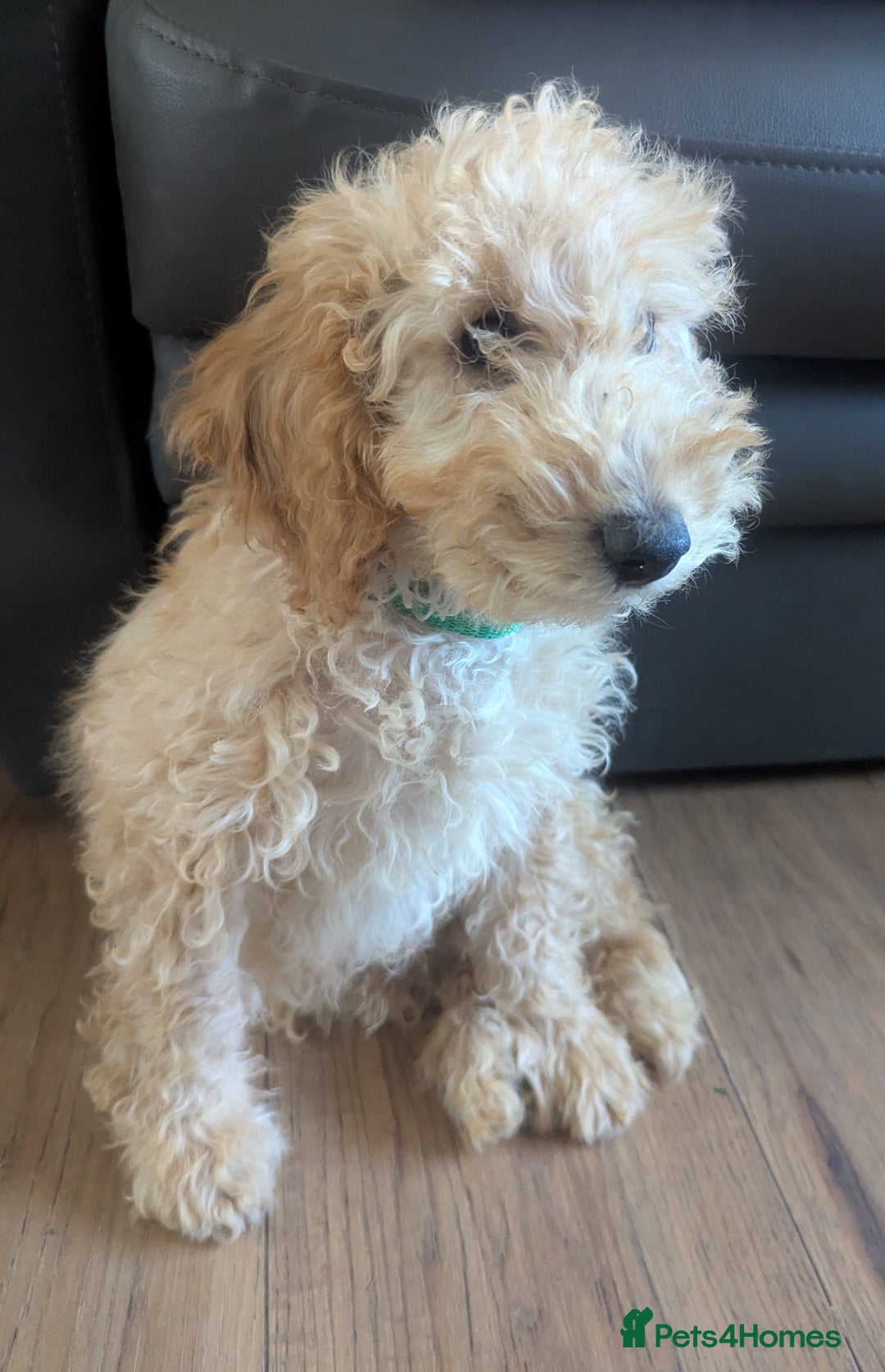 Poodle dogs for sale: ⭐ READY⭐ Reduced Adorable poodles puppies  in Margate - Image 26