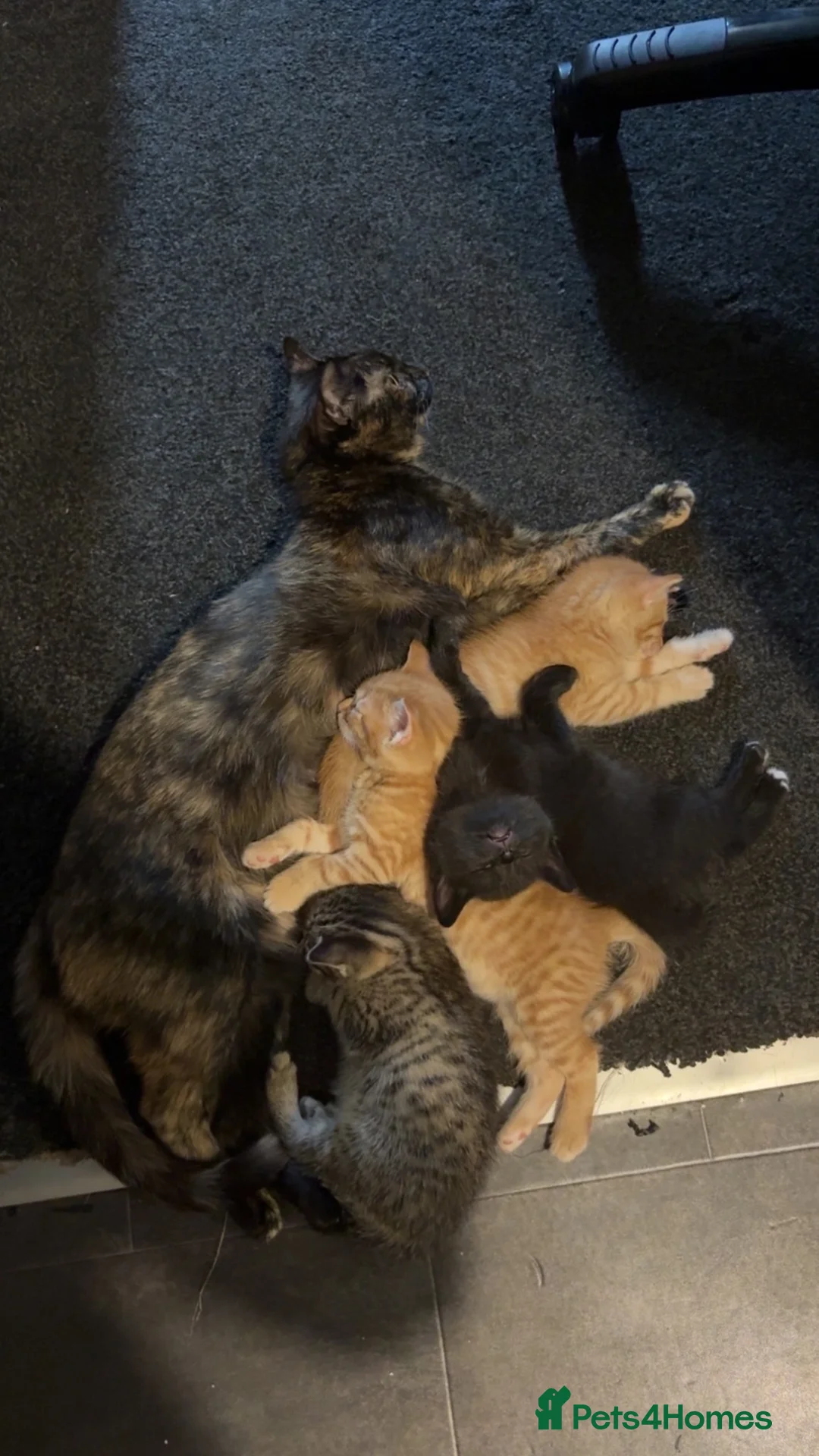 Mixed Breed cats for sale: Female tabby  in Bristol - Advert 4