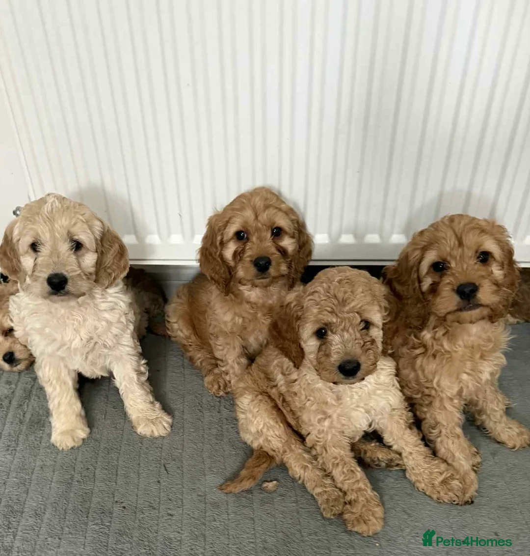 Cavapoo dogs for sale: Cavapoo puppies ready to leave  - Advert 4