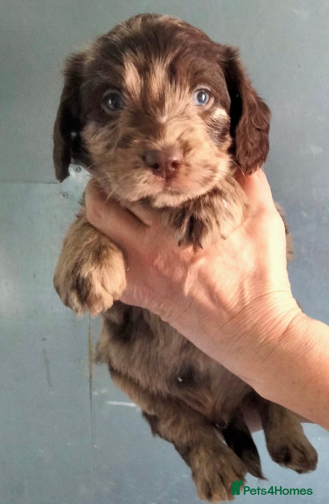 Miniature Poodle dogs for stud: Blue Merle, Chocolate carrier, Miniature stud in Newcastle - Advert 9