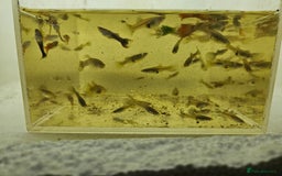 Live Bearers fish for sale: Mixed sized guppys,postage or collection - Image 5