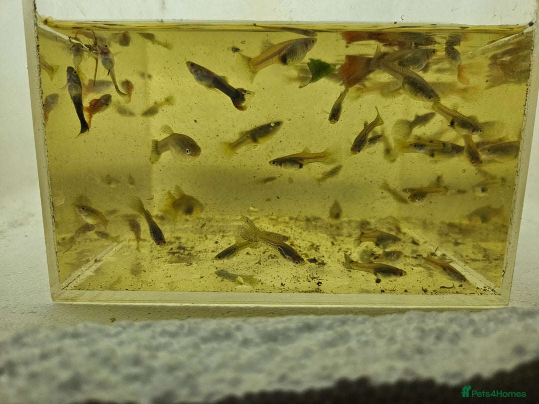 Live Bearers fish for sale: Mixed sized guppys,postage or collection - Image 5