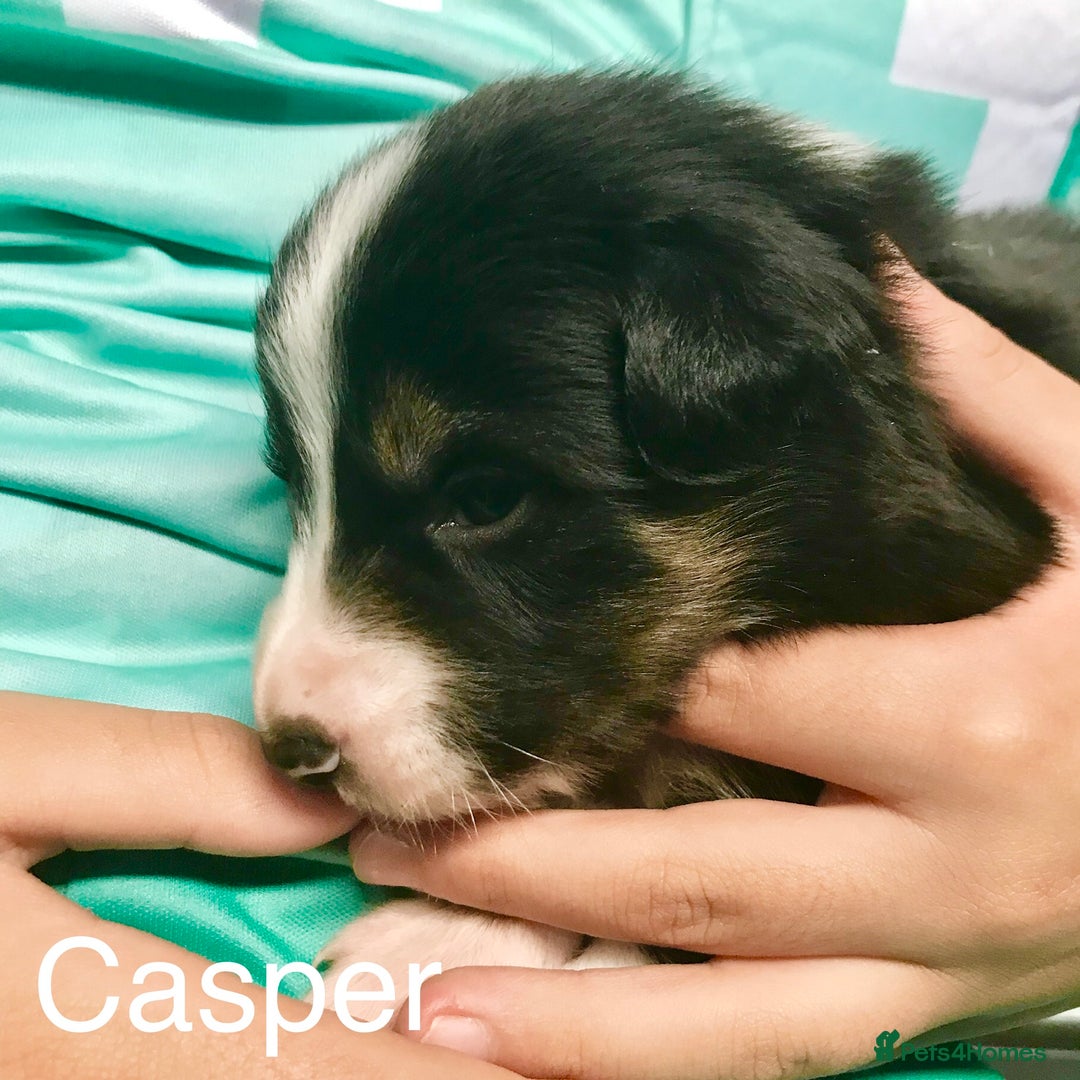 Border Collie dogs for sale: Beautiful Border Collie Pups, Merle & Classic Tri - Advert 14