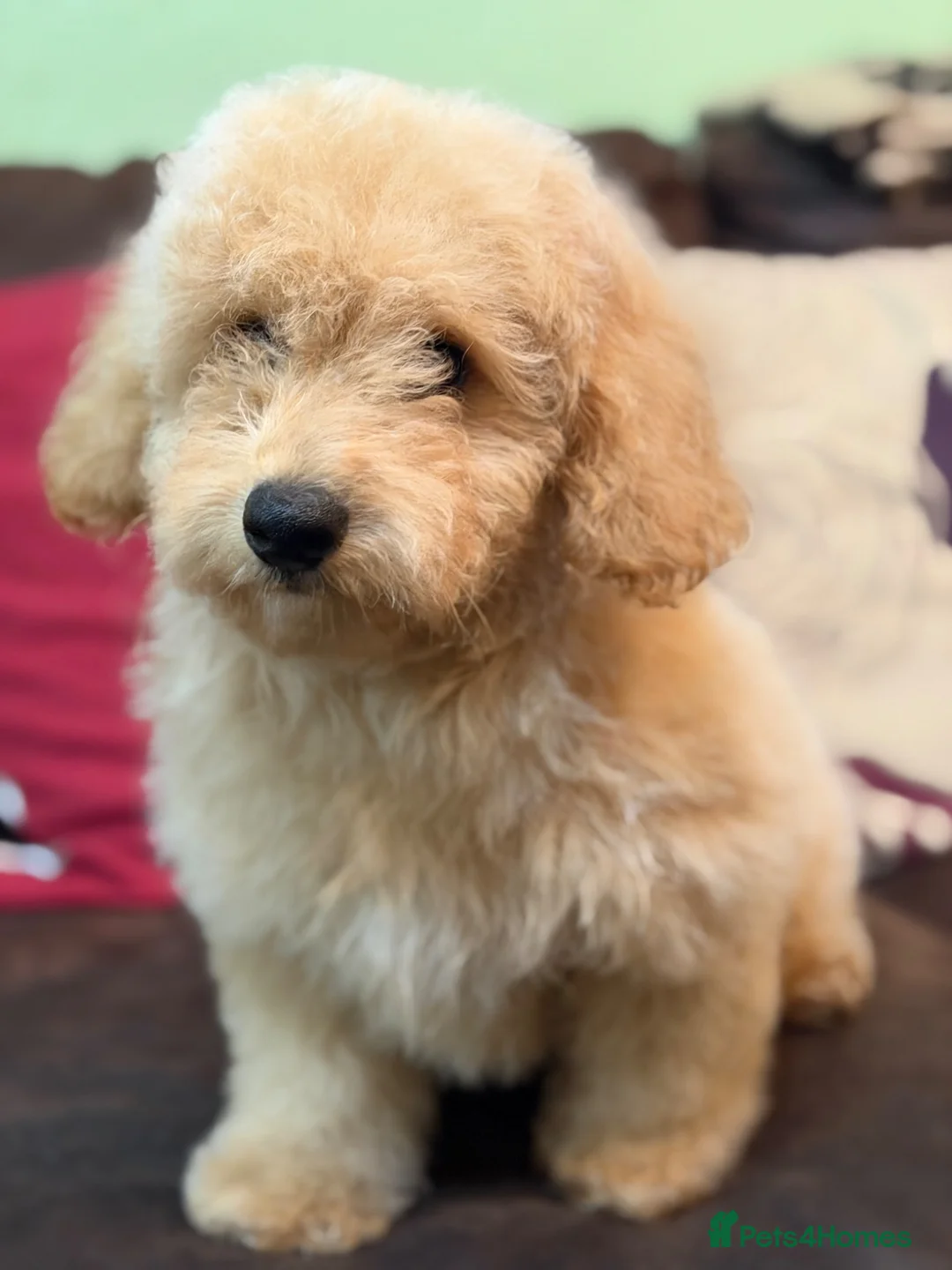 Poochon dogs for sale: ***Beautiful Poochon puppies Boys and Girls*** - Advert 2