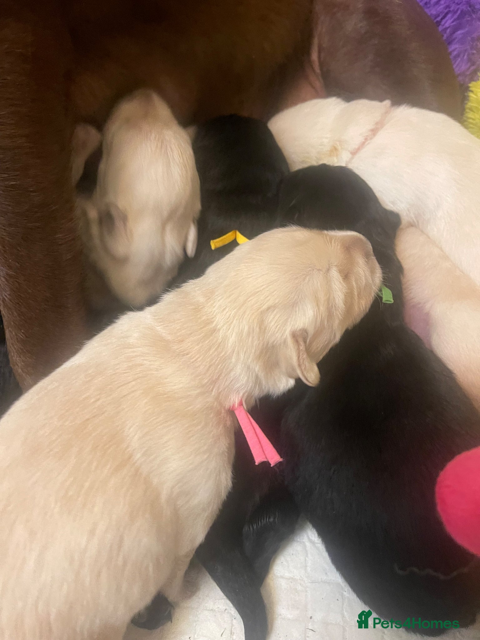 Goldador dogs Stunning Goldador Puppies  - Advert 8