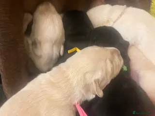 Goldador dogs Stunning Goldador Puppies - Advert 8