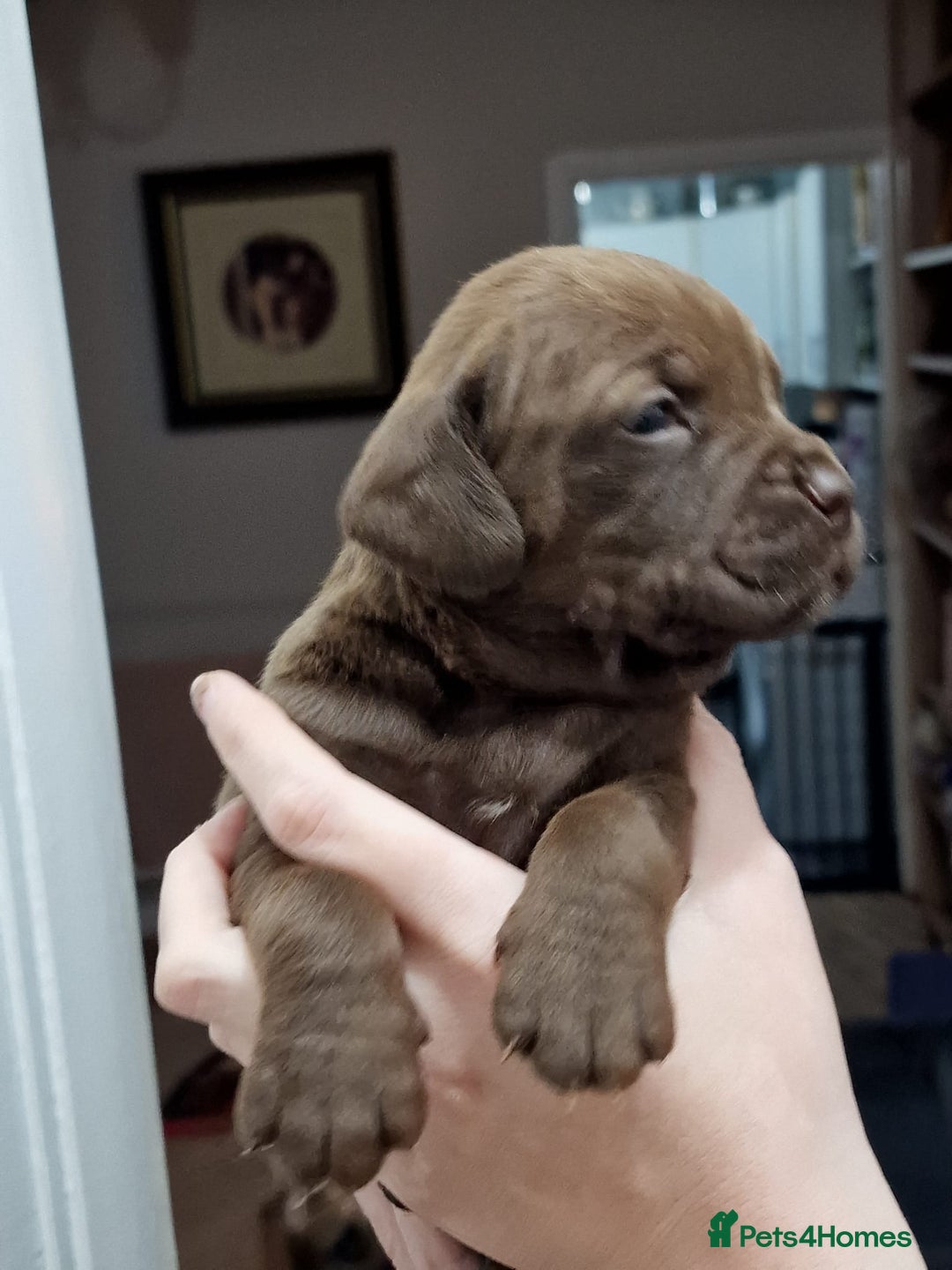 Mixed Breed dogs for sale: Bullmastiff × Sprocker Spaniel Puppies 9 Pups - Advert 11