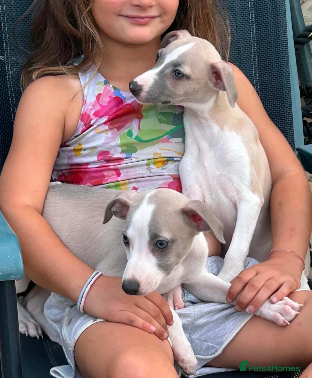 Whippet dogs for sale: Stunning whippet Bitch puppy  - Advert 2
