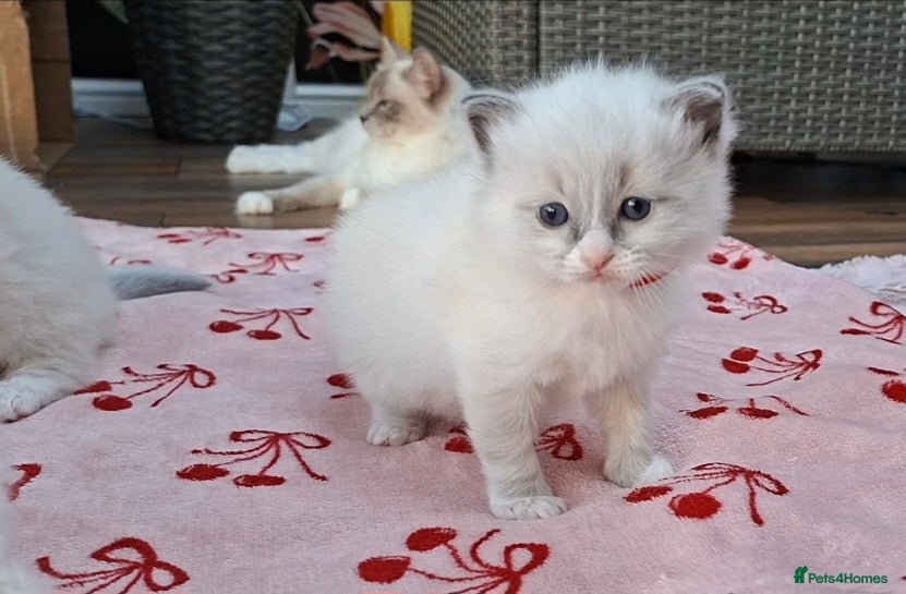 Ragdoll cats GCCF Ragdoll kittens Blue & Lilac - Advert 2