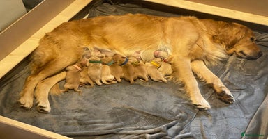 Golden Retriever dogs - Advert 4