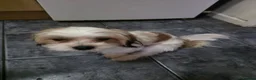 Mixed Breed dogs for sale: 3 bishon malthez  looking for new family  in Reading - Advert 2