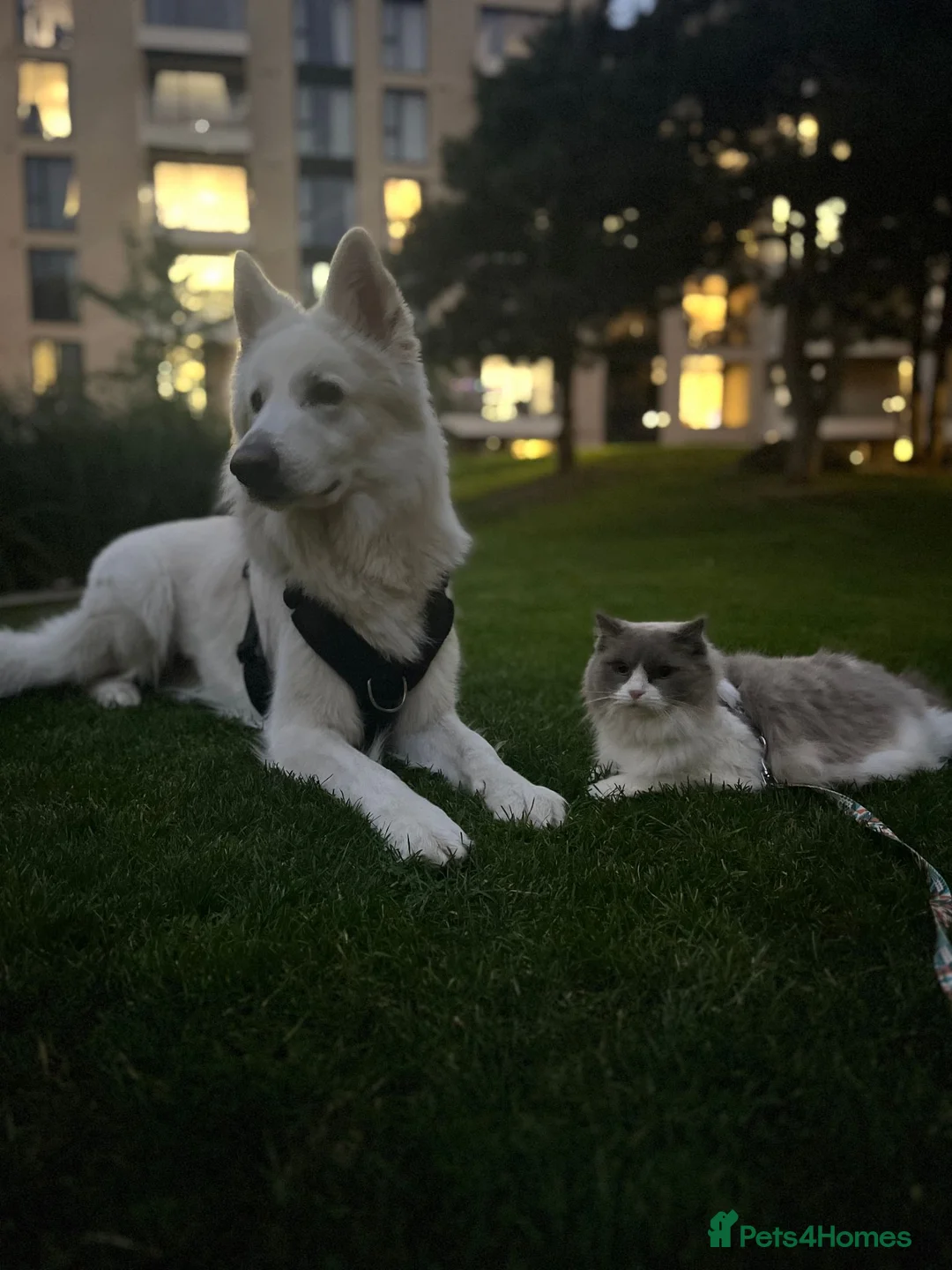 White Swiss Shepherd dogs for sale: KC registerd Well-Trained White Swiss Shepherd - Advert 2