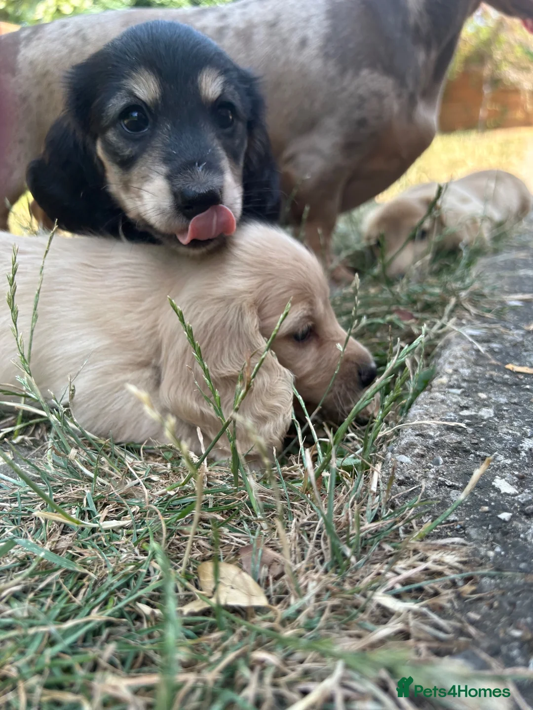 Miniature Dachshund dogs for sale: KC miniature dachshunds - Advert 2