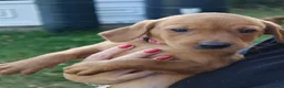 Labrador Retriever dogs for sale: Red Labrador puppies  - Advert 1