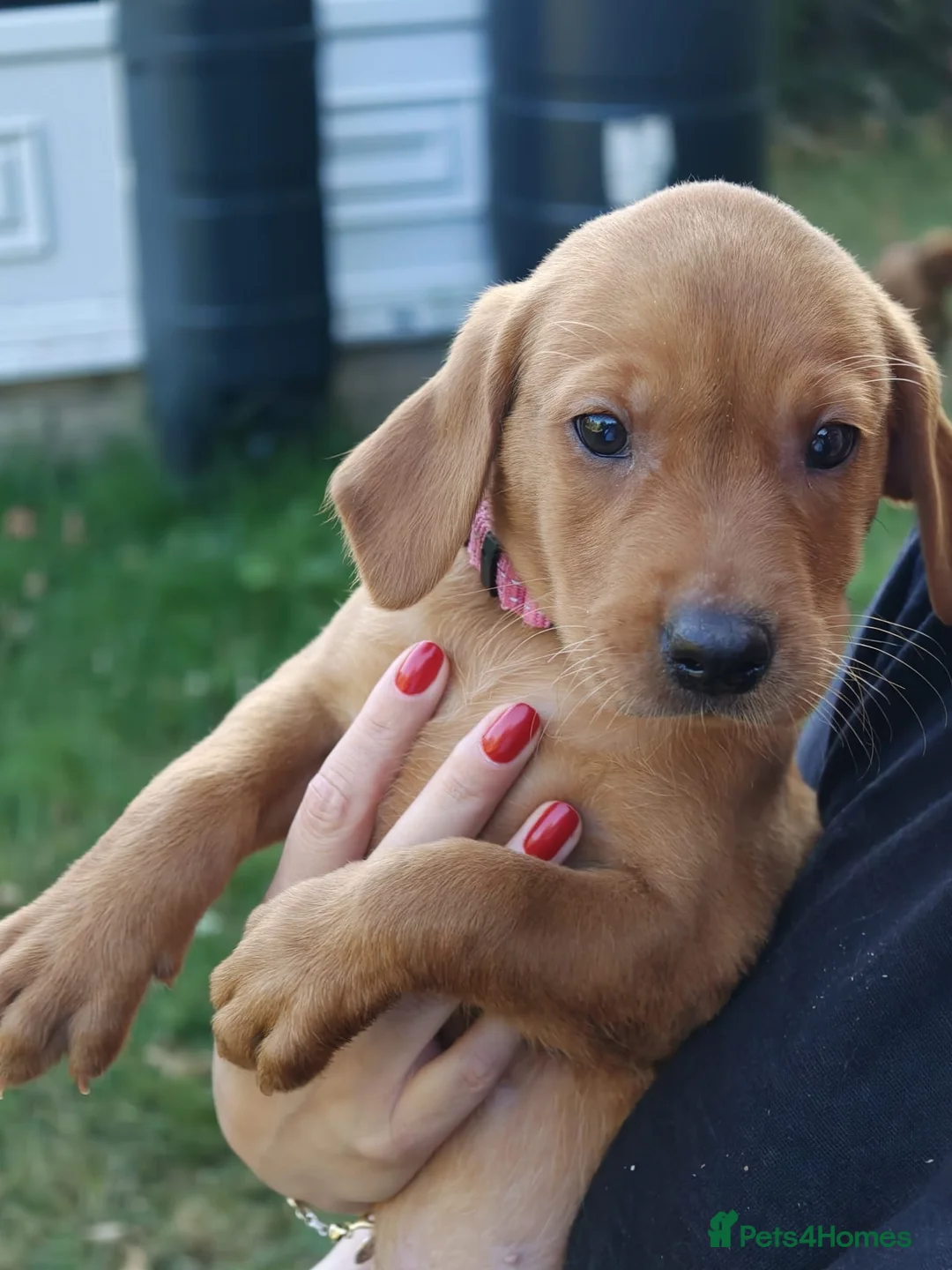 Labrador Retriever dogs for sale: Red Labrador puppies  - Advert 1