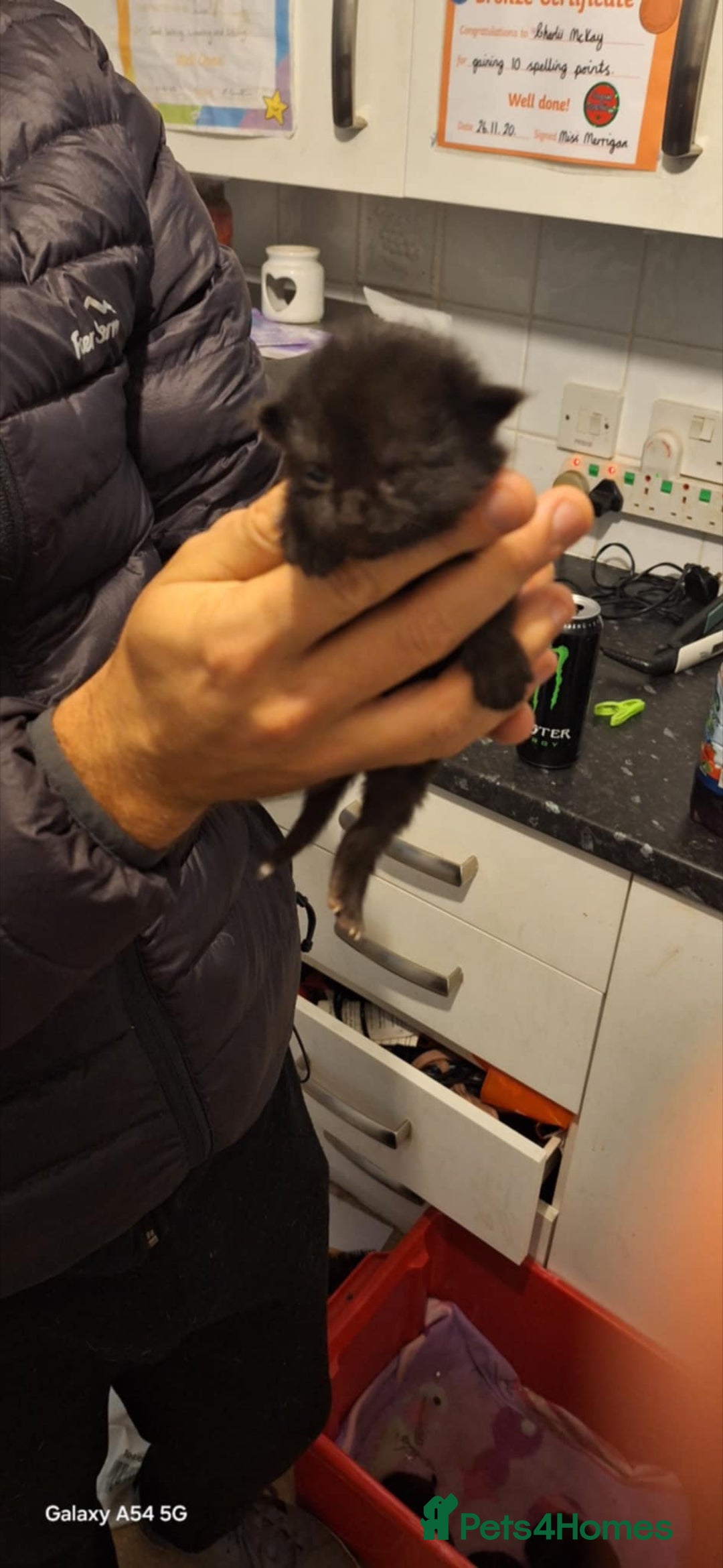 Brazilian Shorthair cats for sale: Kittens  - Advert 10