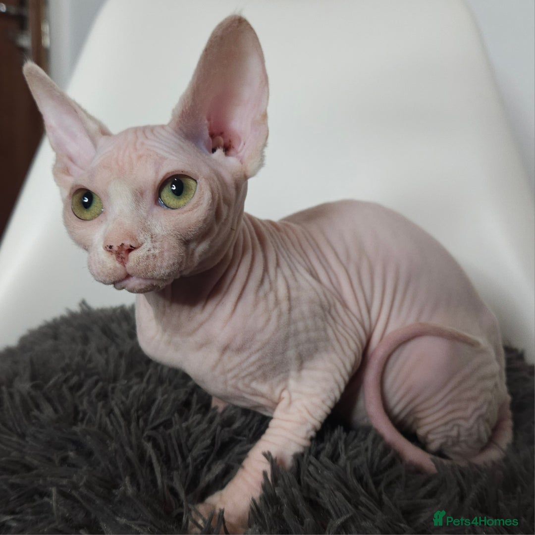 Sphynx cats for sale: Pedigree Sphynx kittens. Ready to go. - Advert 8