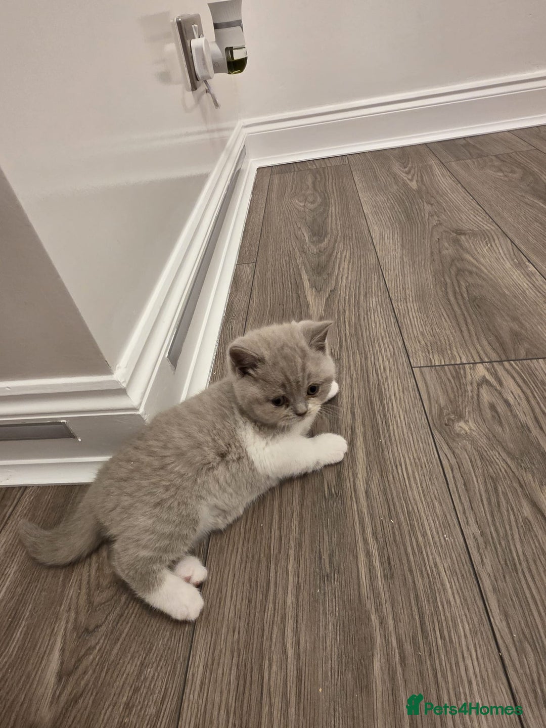 British Shorthair cats for sale: British shorthair - Advert 4