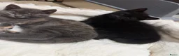 British Shorthair cats for sale: Grey and black British short hair kittens  - Advert 3