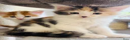 Maine Coon cats for sale: Maine coon kittens  - Advert 9