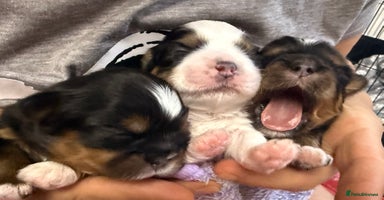 Shih Tzu dogs - Advert 6