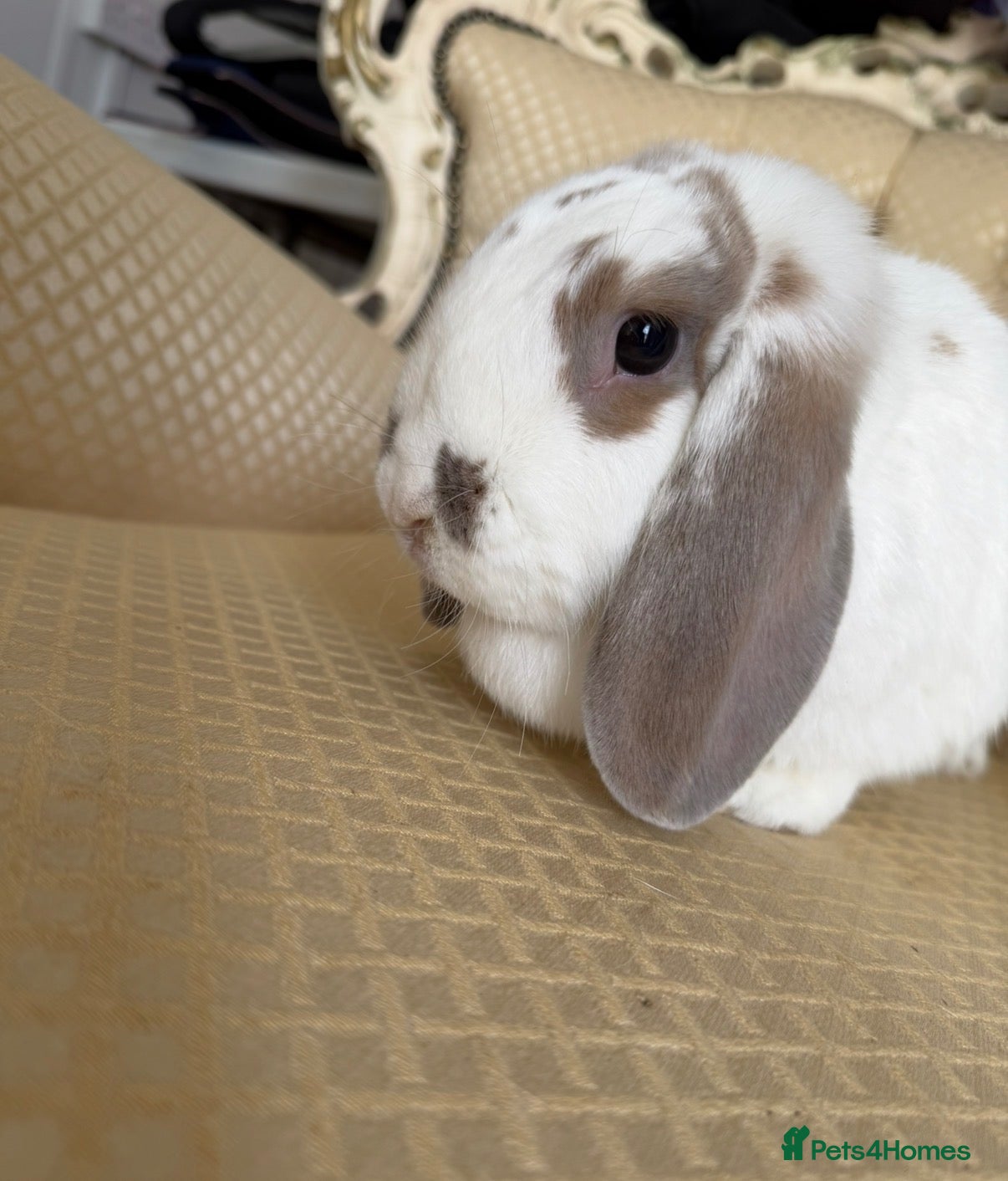 Mini Lop rabbits Mini lops - French lop - Mini plush lop available  - Advert 8