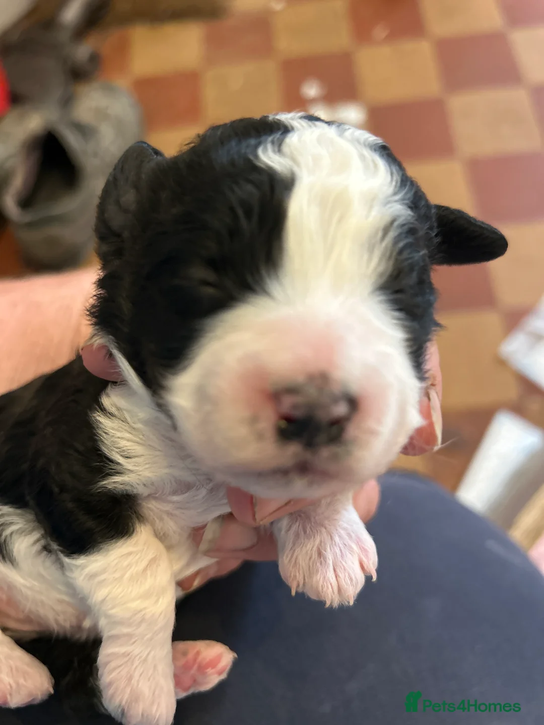 Mixed Breed dogs for sale: Cockapoo/chi-rus x cockapoo puppies - Advert 2