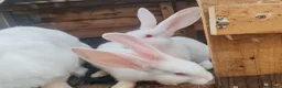 Continental Giant rabbits for sale: Male continental giant babies  - Advert 5