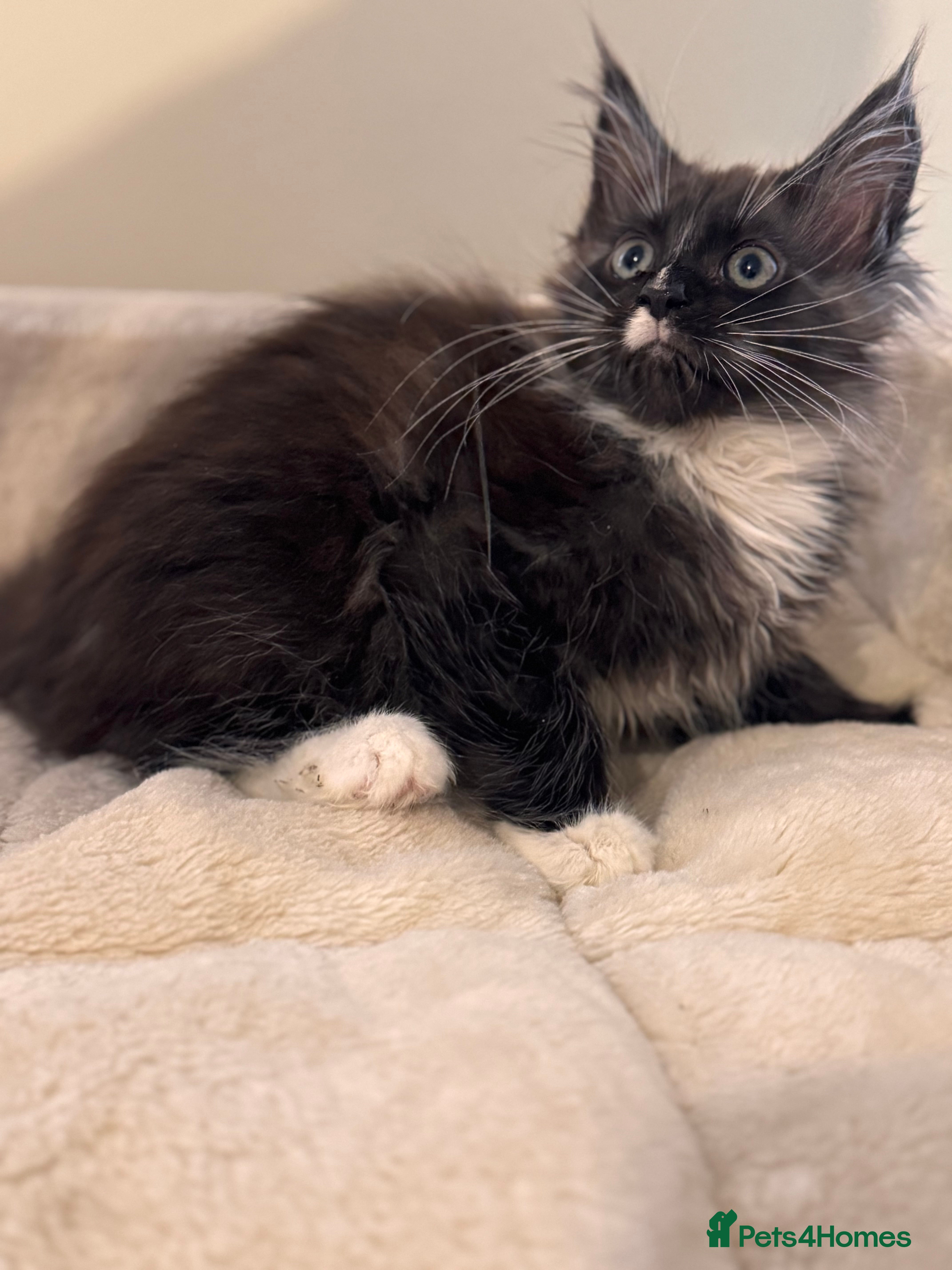 Maine Coon cats Last Two Lovely Maine Coon Kittens For Sale - Advert 2