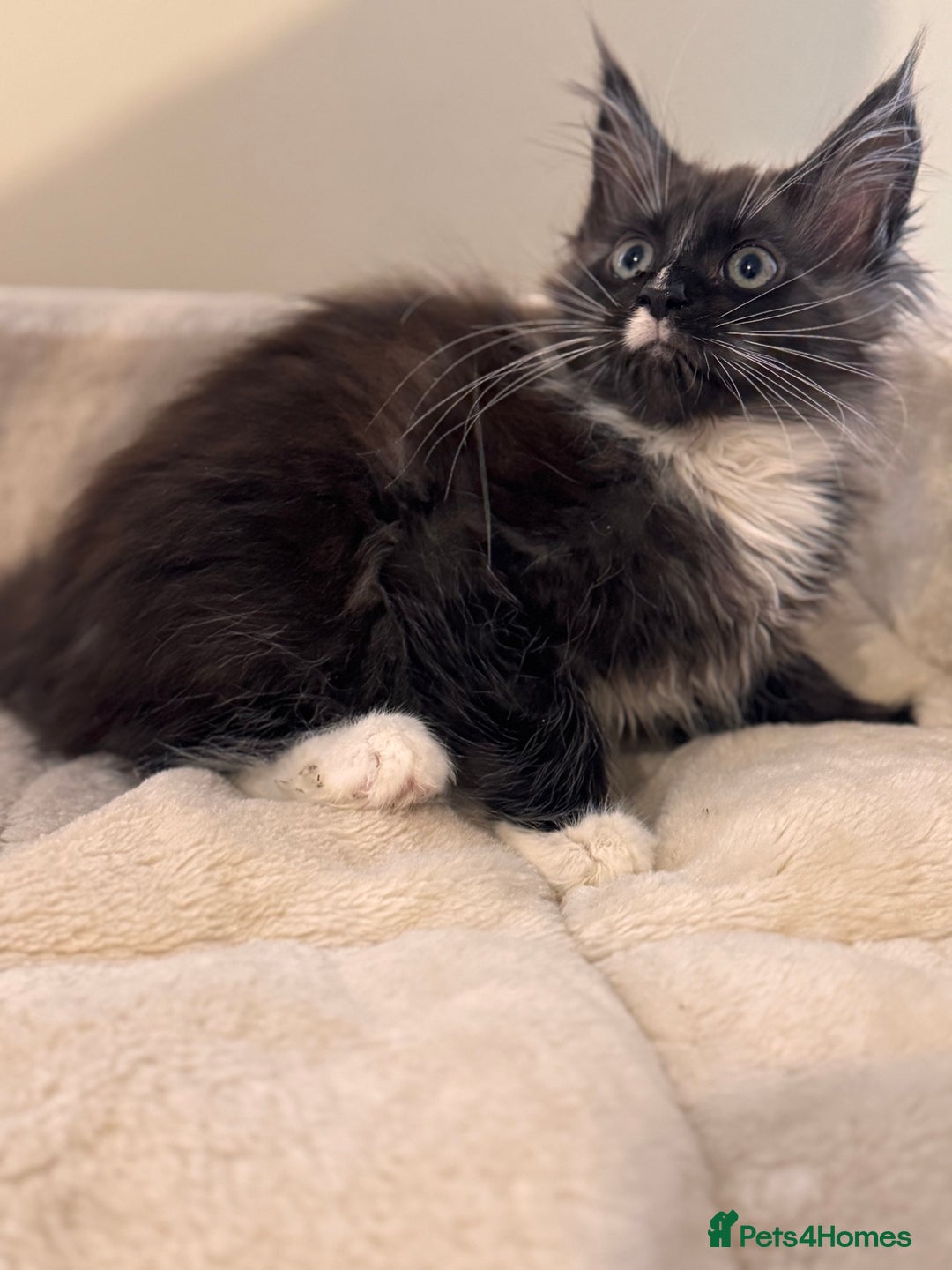 Maine Coon cats for sale: Last Two Lovely Maine Coon Kittens For Sale - Advert 1